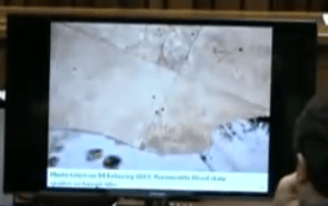 blood spatter on floor near rug in lounge