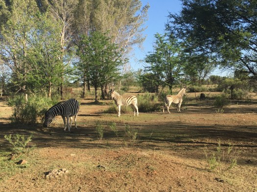 2015-11-14 17.12.10.jpg