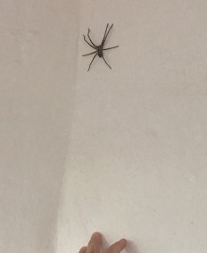 2015-11-19 18.57.12 (2)